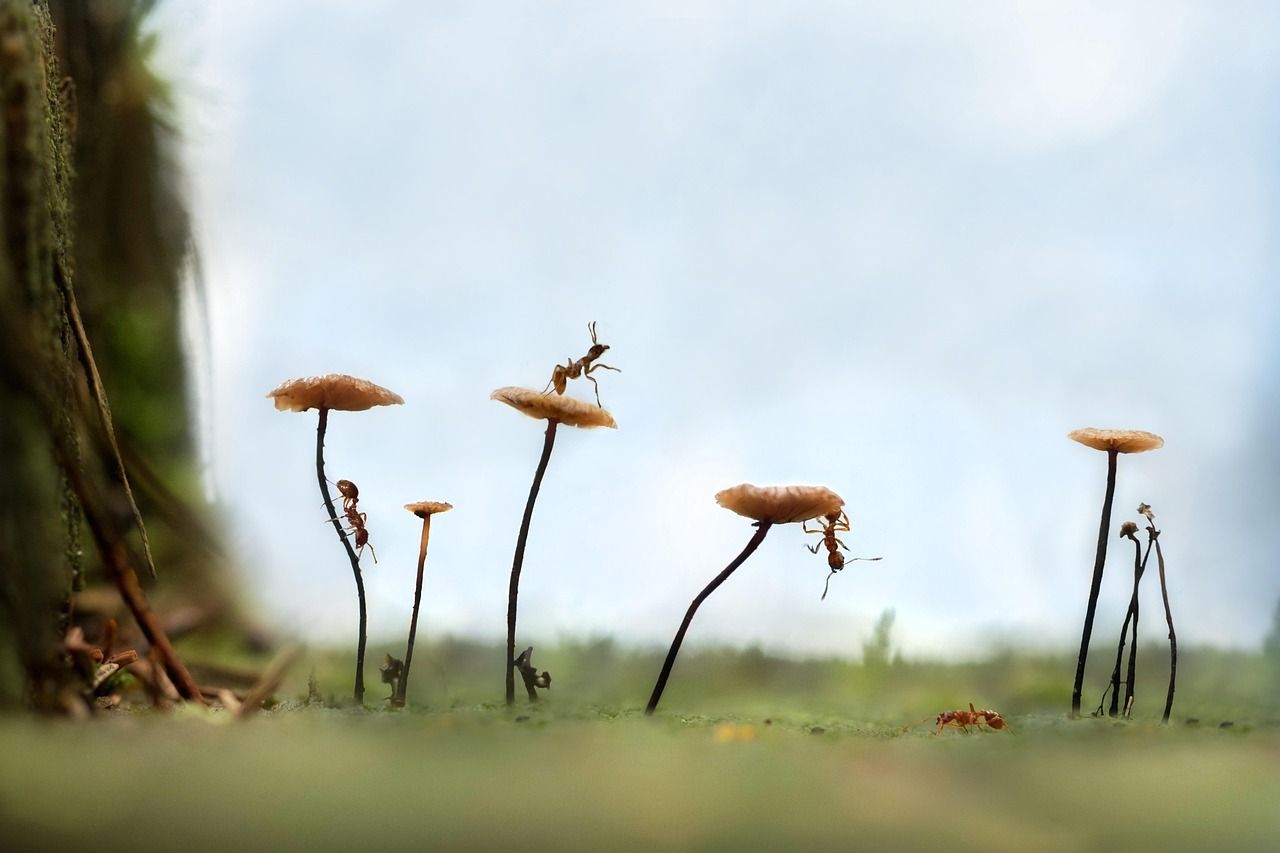 Właściwości kruszyw naturalnych w projektowaniu budynków